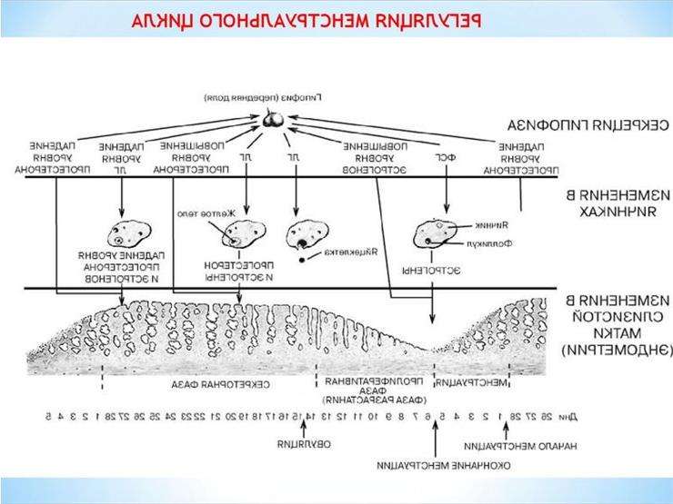 При ановуляторном цикле яйцеклетка не покидает яичник