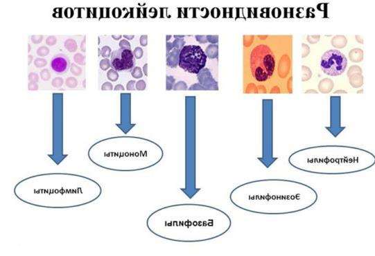 базофилы повышены у ребенка