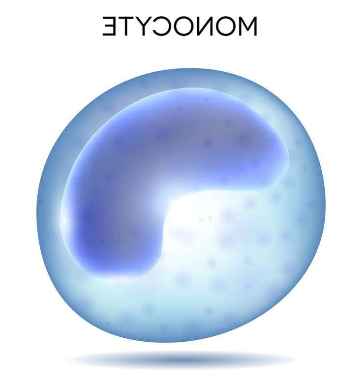норма моноцитов в крови у женщин