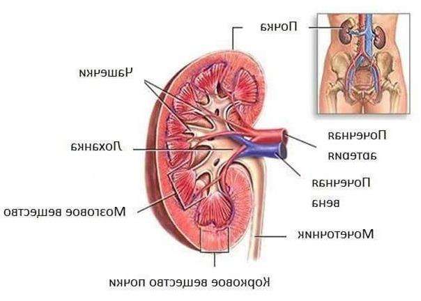 Пиелонефрит у женщин - строение органа поможет понять суть заболевания