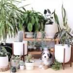 Кімнатні рослини в інтерєрі: ідеї та рішення