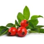 Чи можна пити шипшину при вагітності