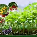 Для садівників-любителів: город в квартирі