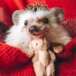 Маленьке диво: як їжачок Містер Поки став зіркою Мережі