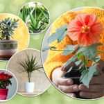 Вирощуємо вдома: самі невибагливі кімнатні рослини