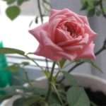 Мініатюрні красуні: правила догляду за кімнатними трояндами