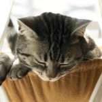 Майстер клас: гамак для кота