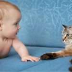 Кішка ревнує до дитини і робить капості