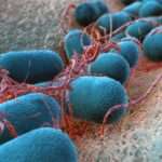 Кишкова паличка в мазку у жінок – норма чи патологія?