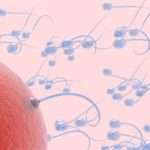 Скільки потрібно сперми, щоб завагітніти