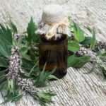 Чи можна пити пустирник при вагітності