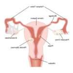 Що таке сідлоподібна матка і як завагітніти з цією патологією