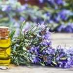 Розмарин при вагітності: користь і шкода рослини