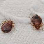 Укуси постільних клопів у дітей