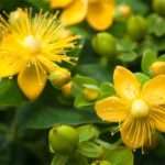 Показаний чи звіробій при вагітності?