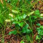 Борова матка: користь рослини, застосування при ендометріозі