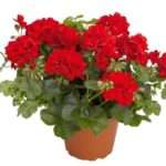 Масло герані: склад, корисні властивості і використання