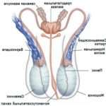Варикоцеле у дітей: симптоми та особливості захворювання, лікування та рекомендації