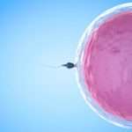 Як відбувається запліднення і зачаття дитини