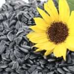 Можна їсти насіння при грудному вигодовуванні