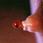 Дозрівання яйцеклітини у жінки: процес, час дозрівання, симптоми овуляції