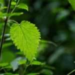 Як допомагає кропива при місячних?