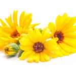 Лікувальні властивості і протипоказання календули для жінок