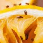 Як позбутися від мошок в квартирі