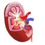 Гломерулонефрит у дітей: загальні характеристики, симптоми, лікування та прогноз