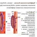 Трофобластическая хвороба в гінекології