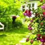 Щеплення дерев і чагарників: як оновити і перетворити сад без особливих зусиль