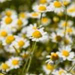 Застосування ромашки при вагітності
