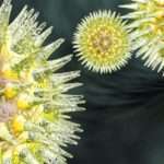 Трихомонада у жінок: симптоми, діагностика і лікування