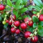 Як приймати брусницю при вагітності