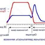 Що таке лютеїнова фаза у жінок