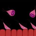 Дієта при лямбліозі у дітей: меню, скільки тримати, рецепти