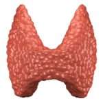 Норма ТТГ у жінок при вагітності