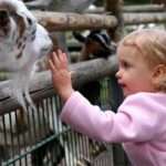 Підходить козине молоко для немовляти