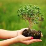 Домашній бонсай: як вибрати або виростити самостійно