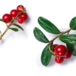 Як приймати брусничний лист від набряків при вагітності