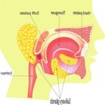 Підвищене слиновиділення у жінок: причини, що робити