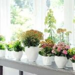 Каланхое: види і назви