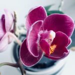Орхідея: як доглядати вдома