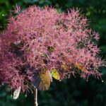 Скумпія шкіряна – посадка і догляд у відкритому грунті, фото сортів з описом