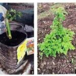 Сорт малини “журавлик” – мої відгуки