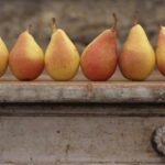 Солодка в’ялена груша на зиму