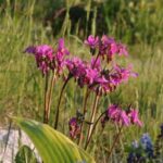 Додекатіон в сибірському саду. Брат цикламена, гусячий колір