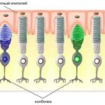 Як кішки бачать світ: спробуємо зрозуміти їх точку зору