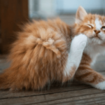 Як вивести бліх у кішки в домашніх умовах