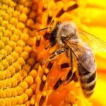 Опис і характеристики породи бджіл карніка, види, плюси і мінуси